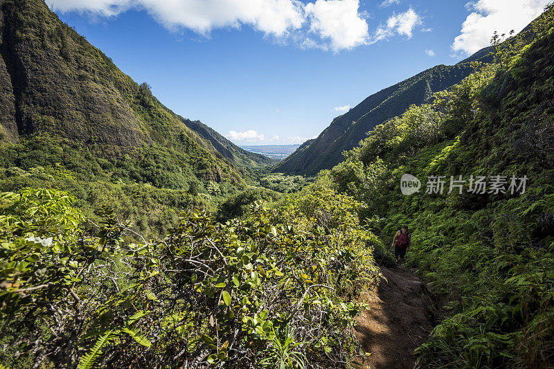Male adult hiking in Iao valley state park, Maui.